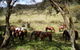 Reynella Kosciusko Rides Homestead - thumb 12