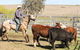Snowy River Holiday Park - thumb 4