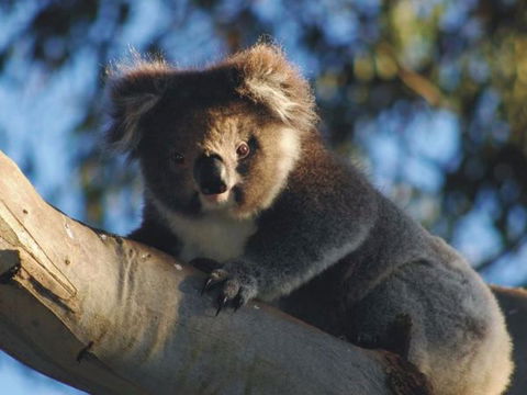 Bimbi Park Camping Under Koalas - Hobart Tourism 2