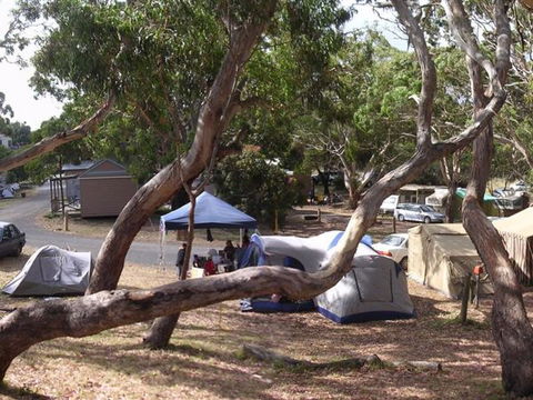 Bimbi Park Camping Under Koalas - Hobart Tourism 3