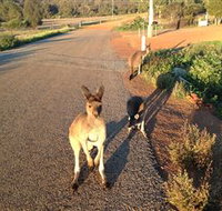 Bindoons Windmill Farm - Tourism TAS