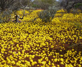 Yalgoo Caravan Park - Tourism TAS 3