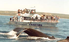 Yallingup Beach Holiday Park - Tourism TAS 2