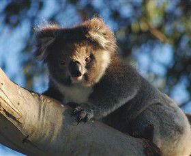 Bimbi Park Camping Under Koalas - Hobart Tourism 0