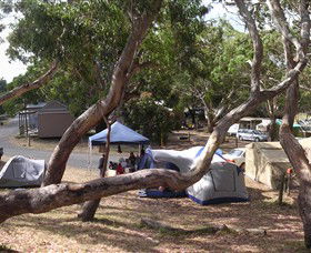 Bimbi Park Camping Under Koalas - Hobart Tourism 1