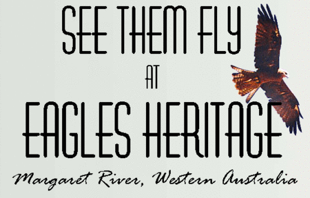 Eagles Heritage Raptor Wildlife Centre - Tourism TAS