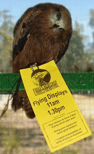 Eagles Heritage Raptor Wildlife Centre - Hobart Tourism 1
