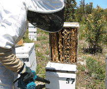 The House of Honey - Tourism TAS