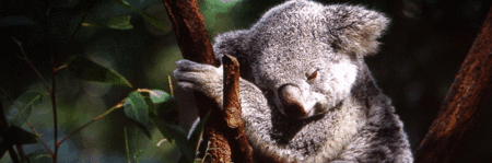 Koala and River Cruise by Mirimar Cruises - Tourism TAS
