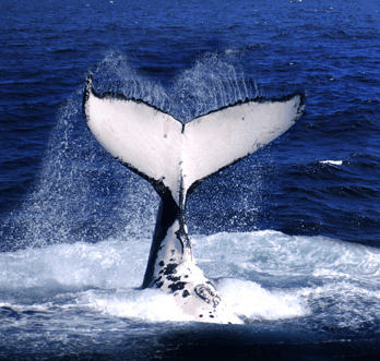 Brisbane Whale Watching - Hobart Tourism