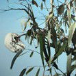 Dianne Tanzer Gallery & Projects - Tourism TAS 1