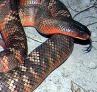 Armadale Reptile  Wildlife Centre - Tourism TAS