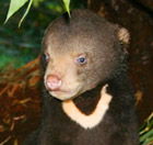 Perth Zoo - Tourism TAS 0