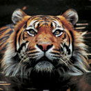 Perth Zoo - Tourism TAS 2