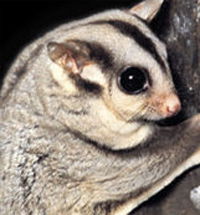 Perth Zoo - Tourism TAS 3