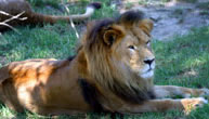 Mogo Zoo - Tourism TAS 1