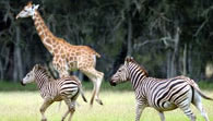 Mogo Zoo - Tourism TAS 2