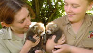 Mogo Zoo - Tourism TAS 3