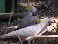 Wirrimbirra Sanctuary - Tourism TAS 1