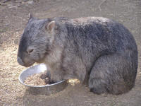 Wirrimbirra Sanctuary - Tourism TAS 2