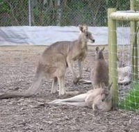 Jirrahlinga Koala  Wildlife Sanctuary - Tourism TAS