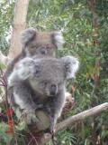 Jirrahlinga Koala & Wildlife Sanctuary - Tourism TAS 1