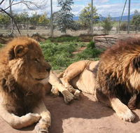Mansfield Zoo - Tourism TAS