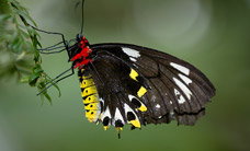 Melbourne Zoo - Tourism TAS 2