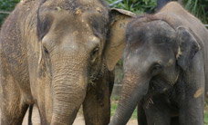 Melbourne Zoo - Tourism TAS 3