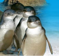 Phillip Island Penguin Parade - Tourism TAS