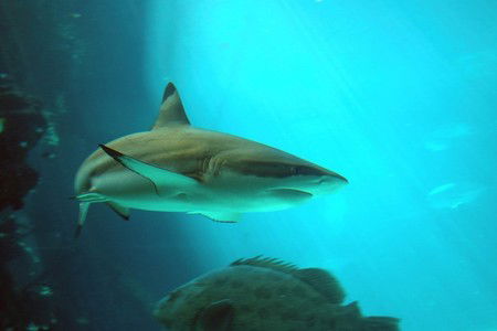 Reef HQ Great Barrier Reef Aquarium - Tourism TAS 2