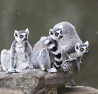 Adelaide Zoo - Tourism TAS
