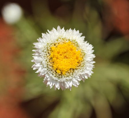 Alice Springs Desert Park - Tourism TAS 1