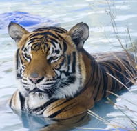 Zoo Doo Wildlife Park - Tourism TAS