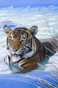 Zoo Doo Wildlife Park - Hobart Tourism 0