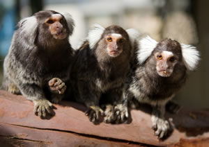 Zoo Doo Wildlife Park - Hobart Tourism 1