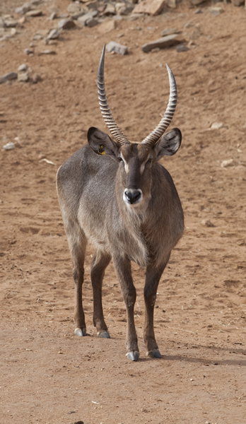 Monarto Zoo - Tourism TAS 1