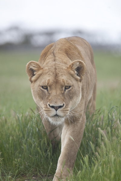 Monarto Zoo - Tourism TAS 2