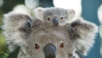  Tourism TAS