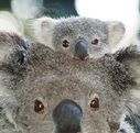 Billabong Koala and Wildlife Park - Tourism TAS
