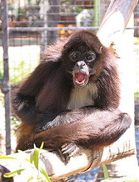 Billabong Koala And Wildlife Park - Tourism TAS 1