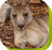 Calmsley Hill City Farm - Hobart Tourism