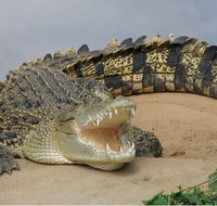 Dundee's Wildlife Park - Tourism TAS