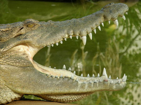 Dundee's Wildlife Park - Tourism TAS 1