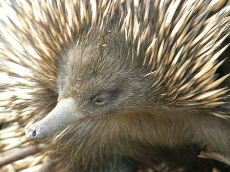 Dundee's Wildlife Park - Tourism TAS 3