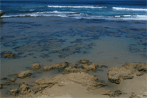 Braddon ACT Tourism TAS