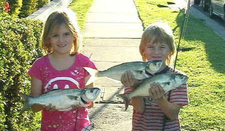 Swan Boat Hire - Tourism TAS 3