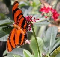 Butterfly Farm - Tourism TAS