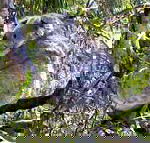 Koala Conservation Centre - Tourism TAS
