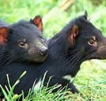 Great Oak Holdings Pty Ltd - Tourism TAS